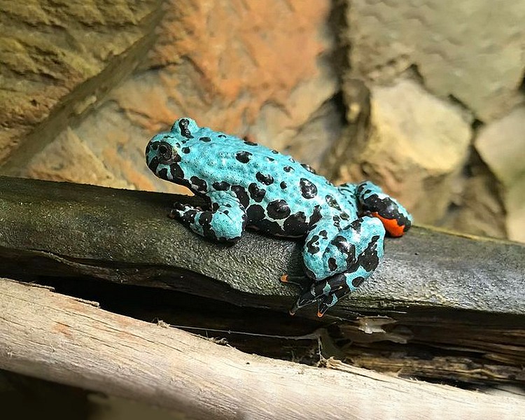 Blue Oriental Fire Bellied Toad ~ 2-3cm